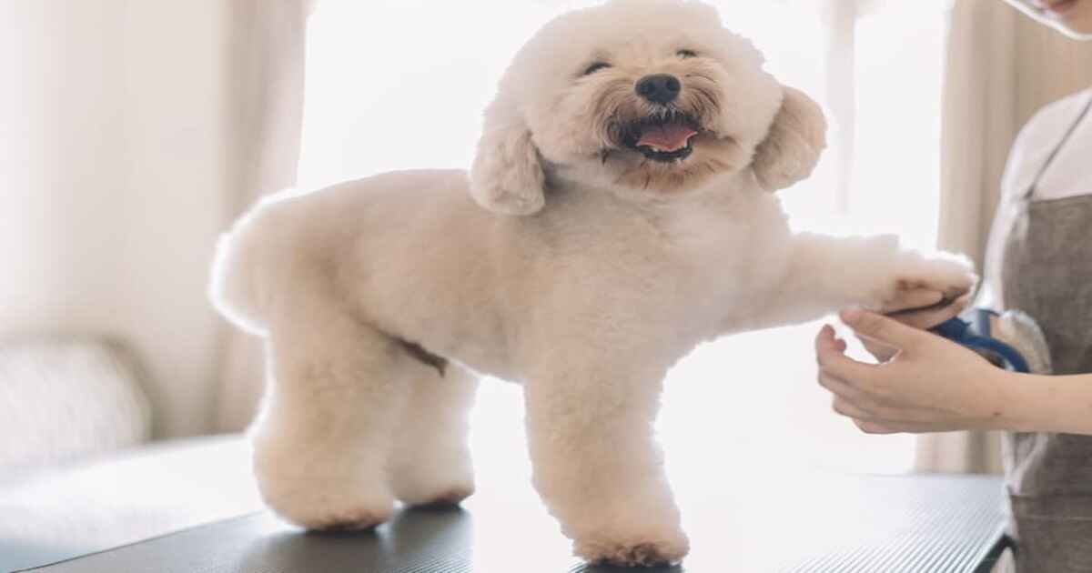 Essential Dog Grooming Tips