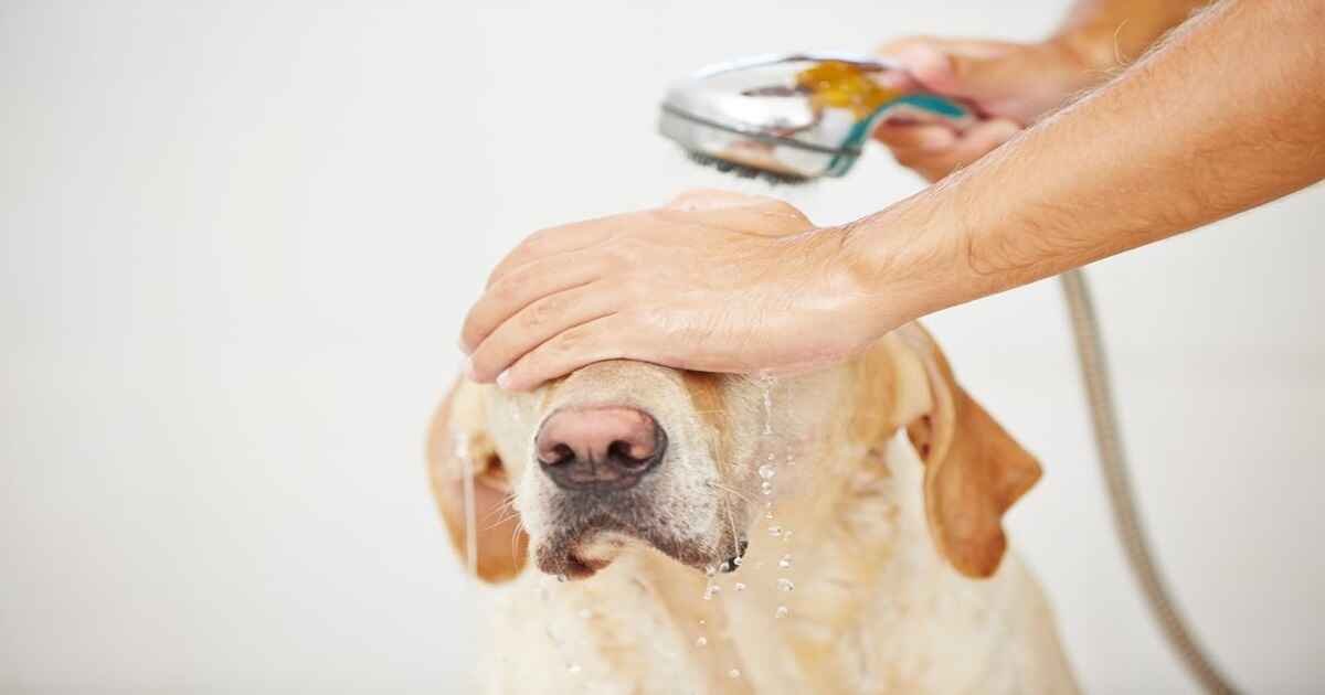 How Often Should You Shower a Dog