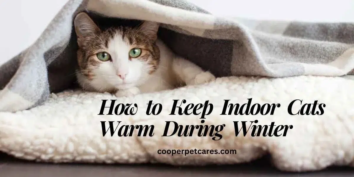 How to Keep Indoor Cat Warm During Winter