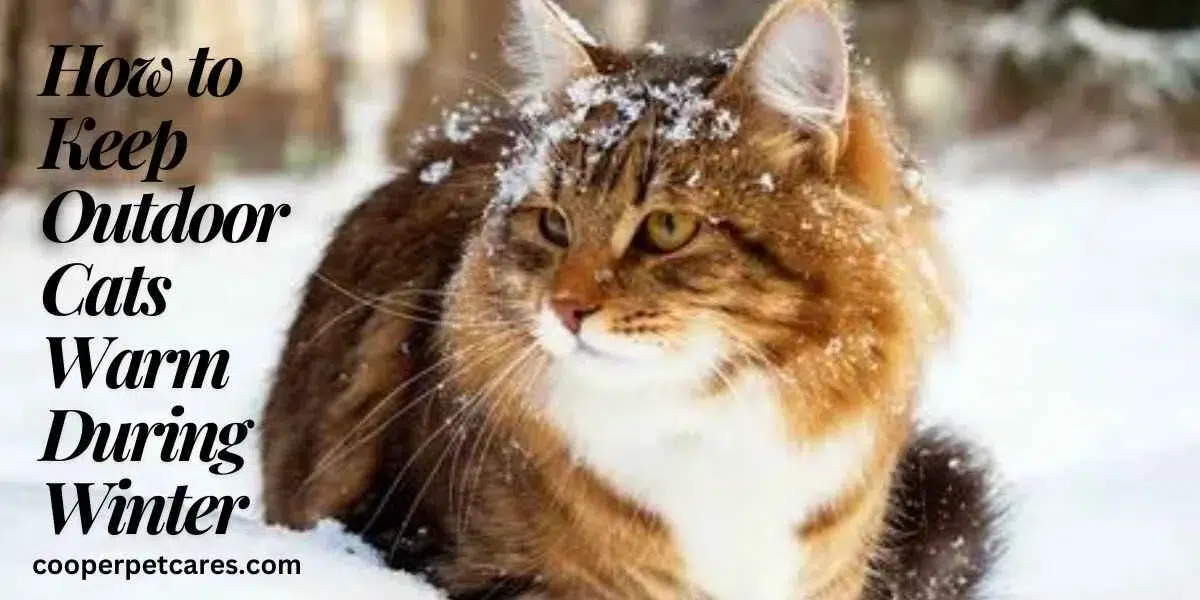 How to Keep Outdoor Cats Warm During Winter