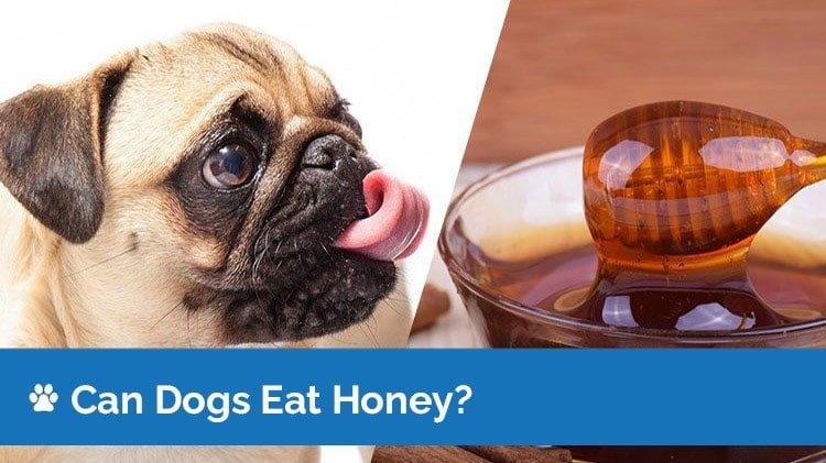 Is Honey Mustard Safe for Dogs?