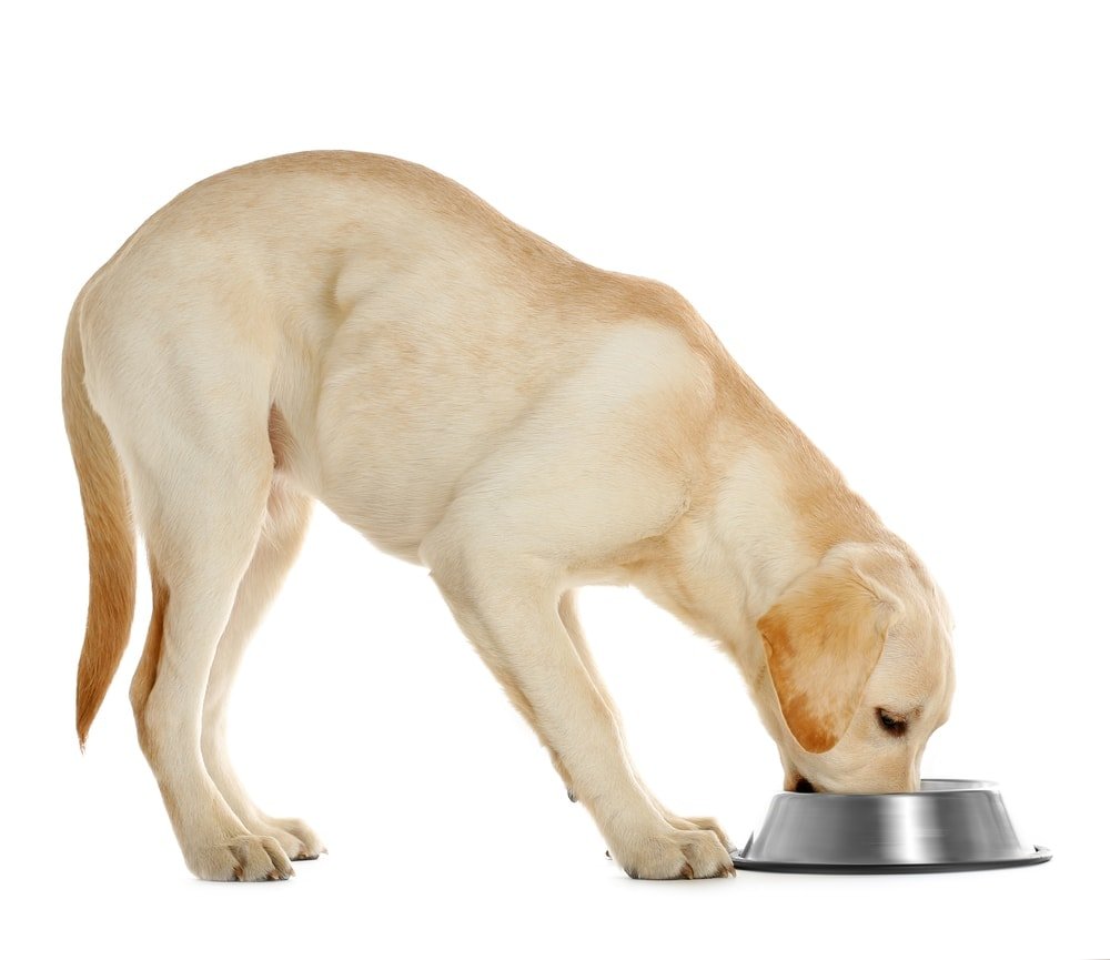 Is Honey Mustard Safe for Dogs?
