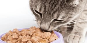 Is meow mix good for cats