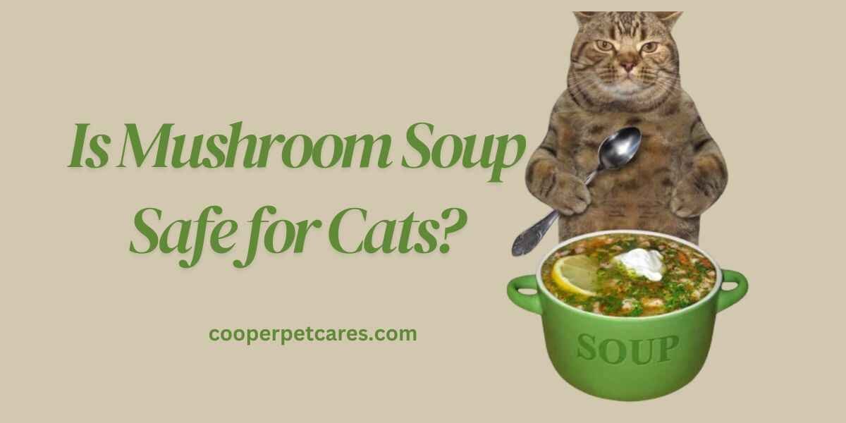 Is Mushroom Soup Safe for Cats?