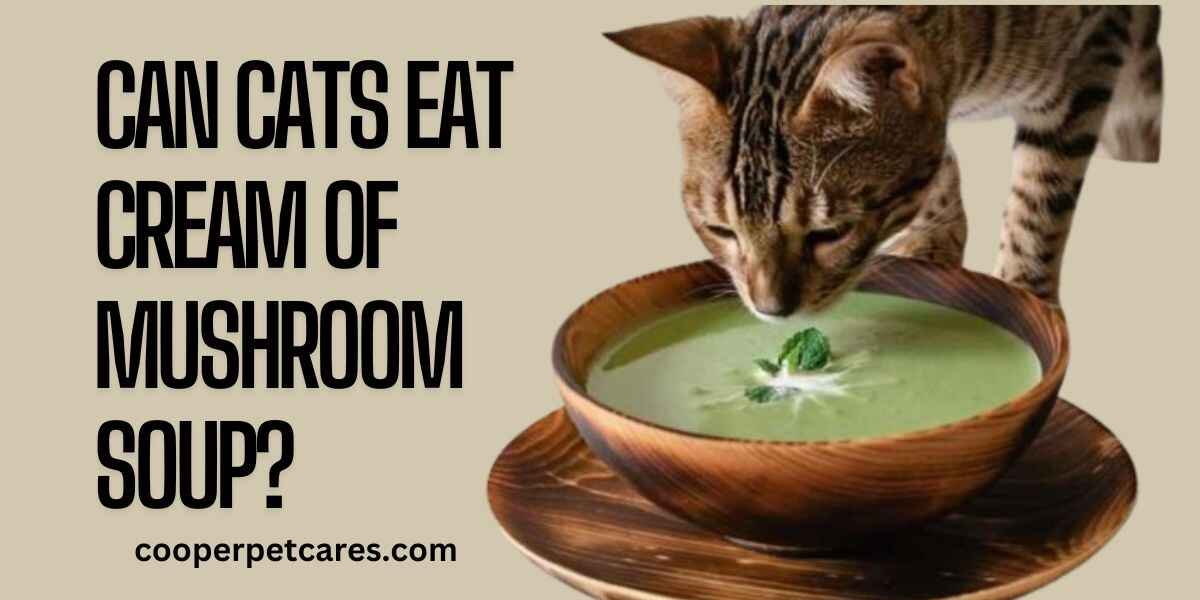 Can Cats Eat Cream of Mushroom Soup?