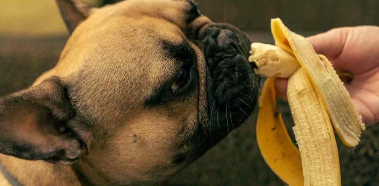 can bananas safe are dogs?