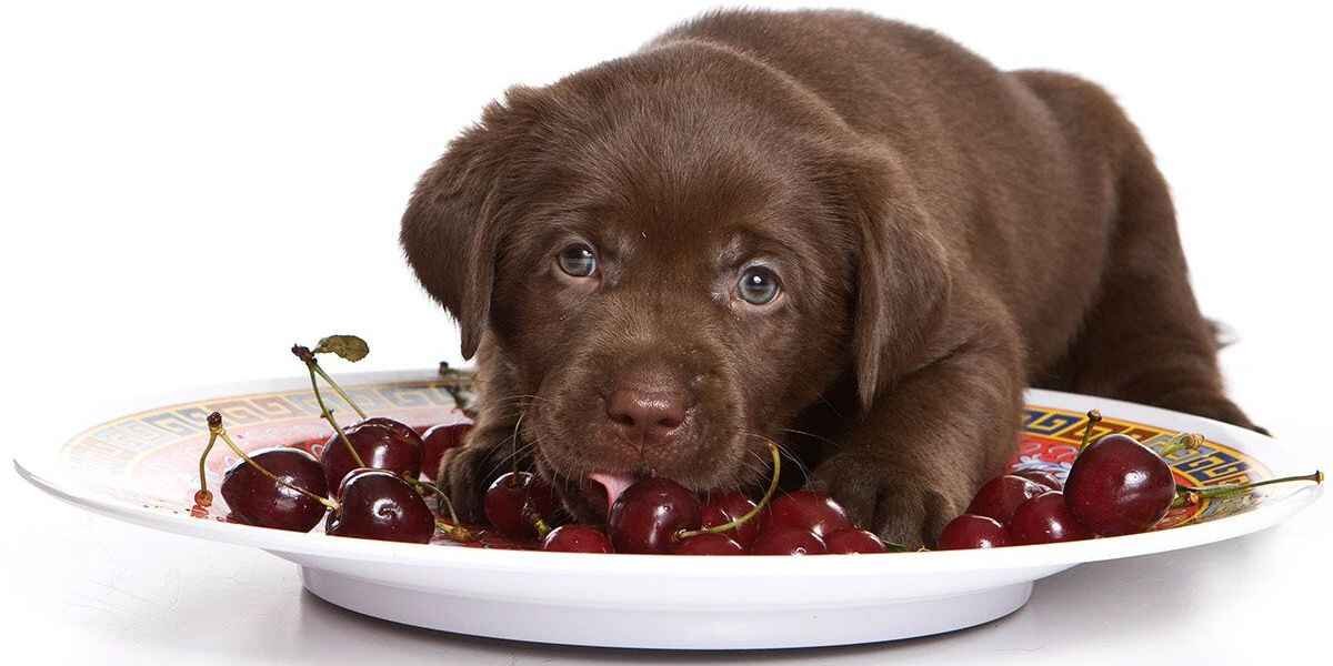 Are Organic Cherries Safe for Dogs?