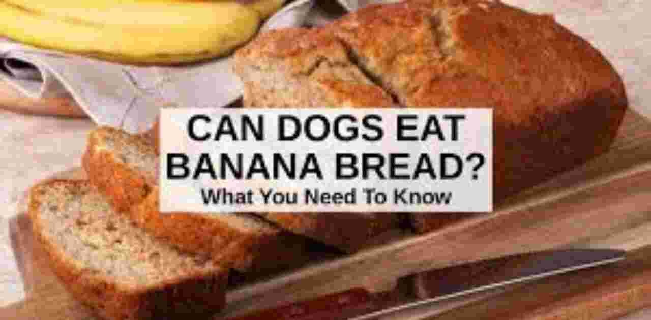 can dogs eat bananas bread?