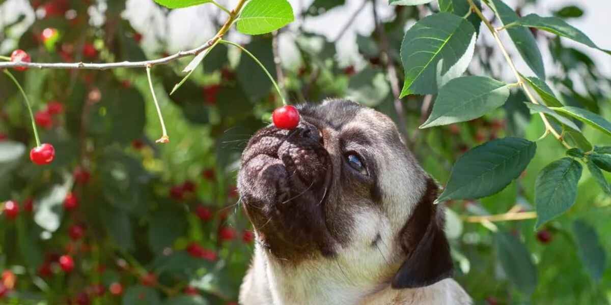 Can Dogs Eat Cherry Leaves?