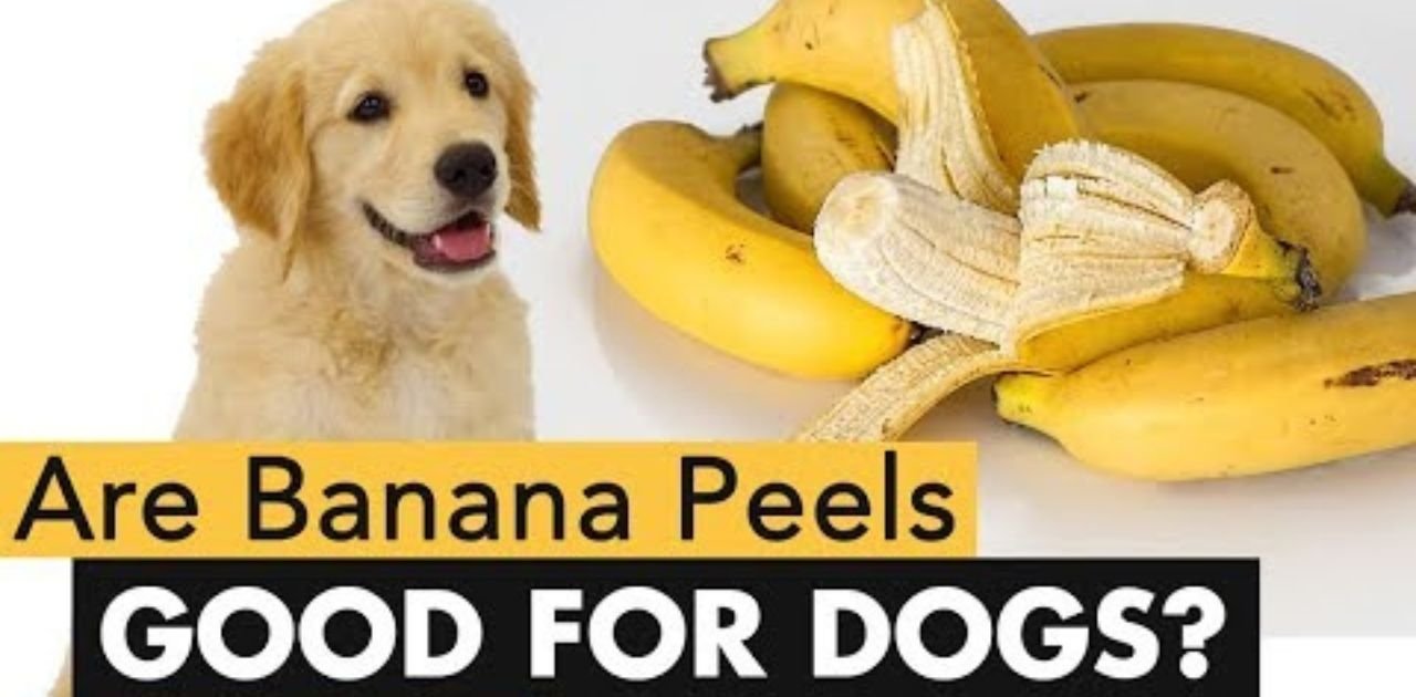 can dogs eat bananas peel?