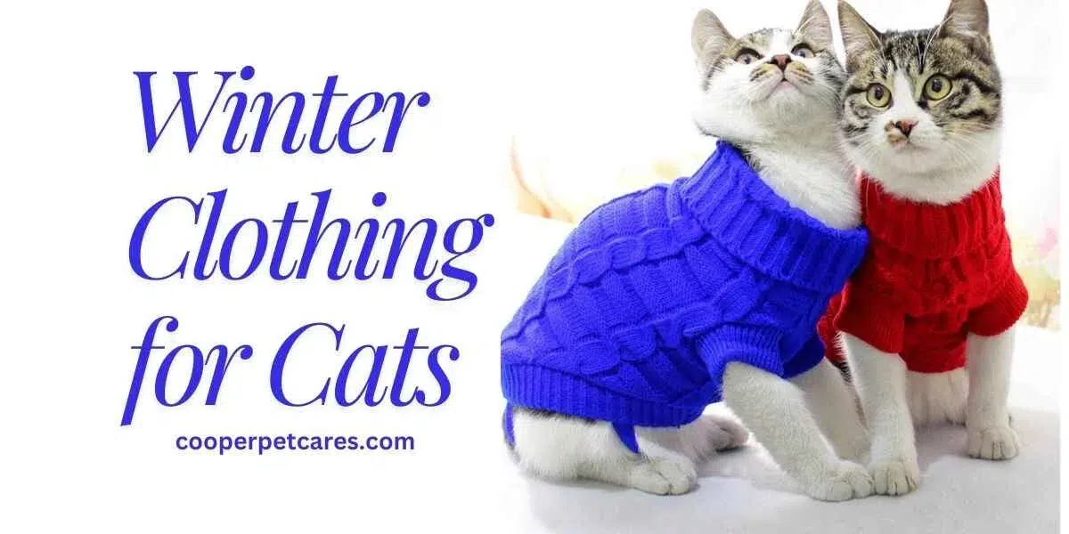 Winter Clothing for Cats