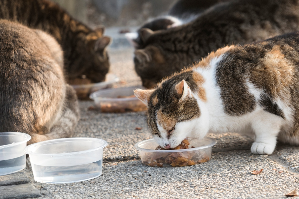 best-food-for-stray-and-feral-cats