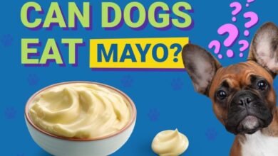 can dogs enjoy mayo?