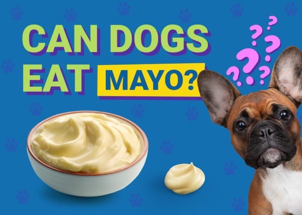 can dogs enjoy mayo?