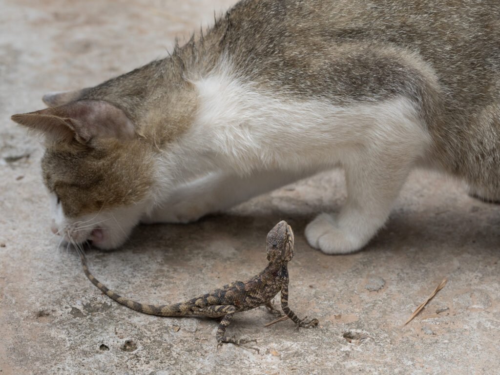 cats eats lizards 2