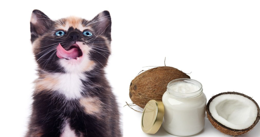 Can Cats Have Coconut Milk?