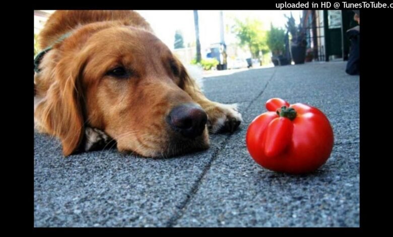 can dogs eat cherry tomato