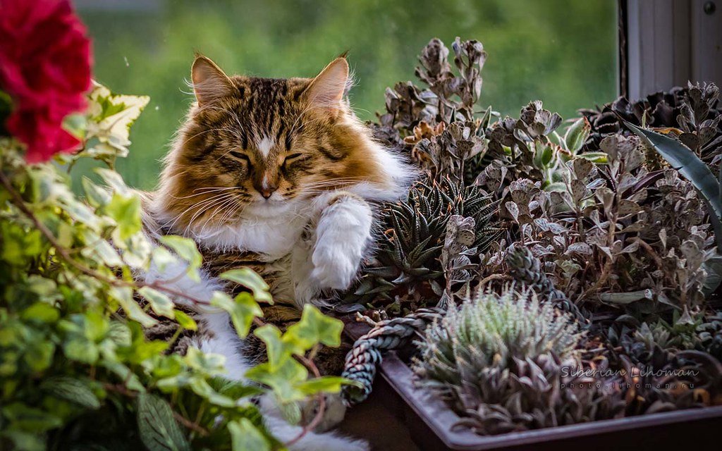 Are Carnations Poisonous to Cats11