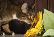 Are Carnations Poisonous to Cats2