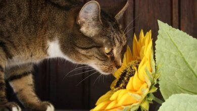 Are Carnations Poisonous to Cats2