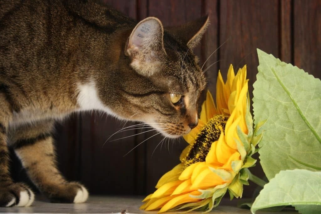 Are Carnations Poisonous to Cats2