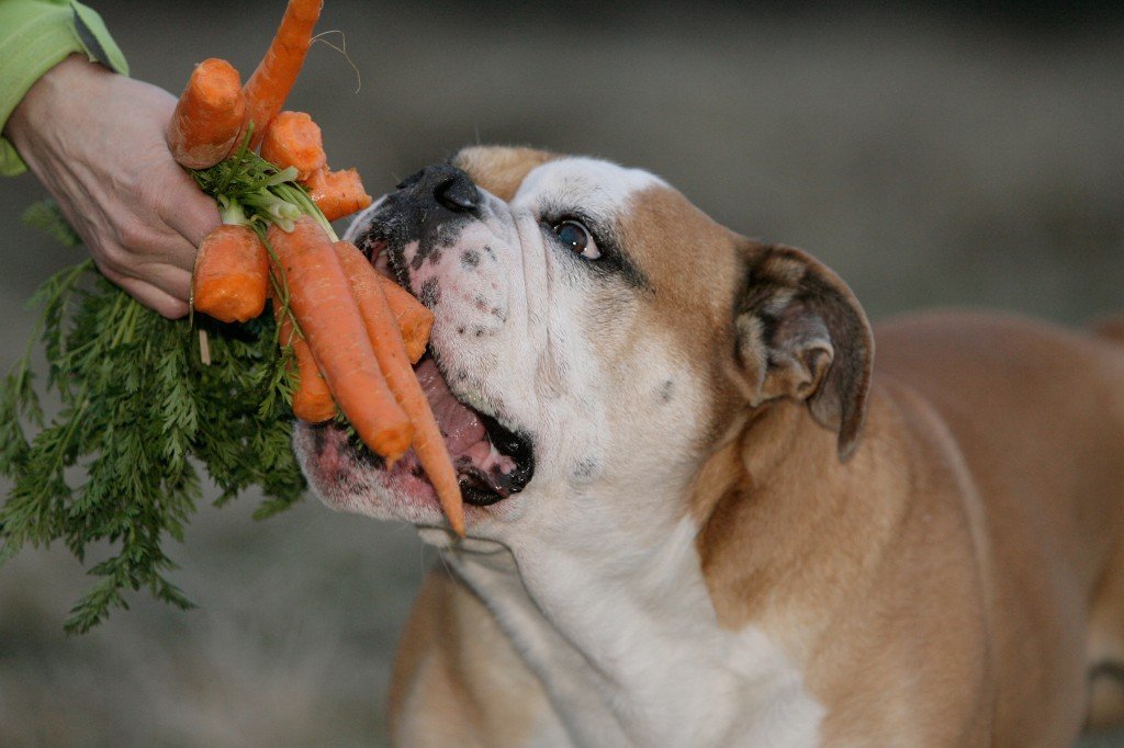 Are Carrots Good For Dogs