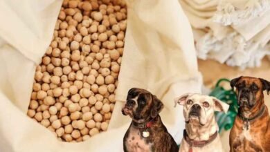 Are Chickpeas Good for Dogs