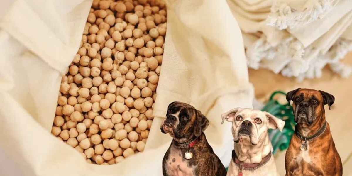 Are Chickpeas Good for Dogs