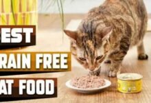 Best Grain-Free Food for Cats