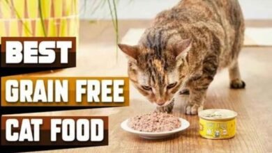 Best Grain-Free Food for Cats