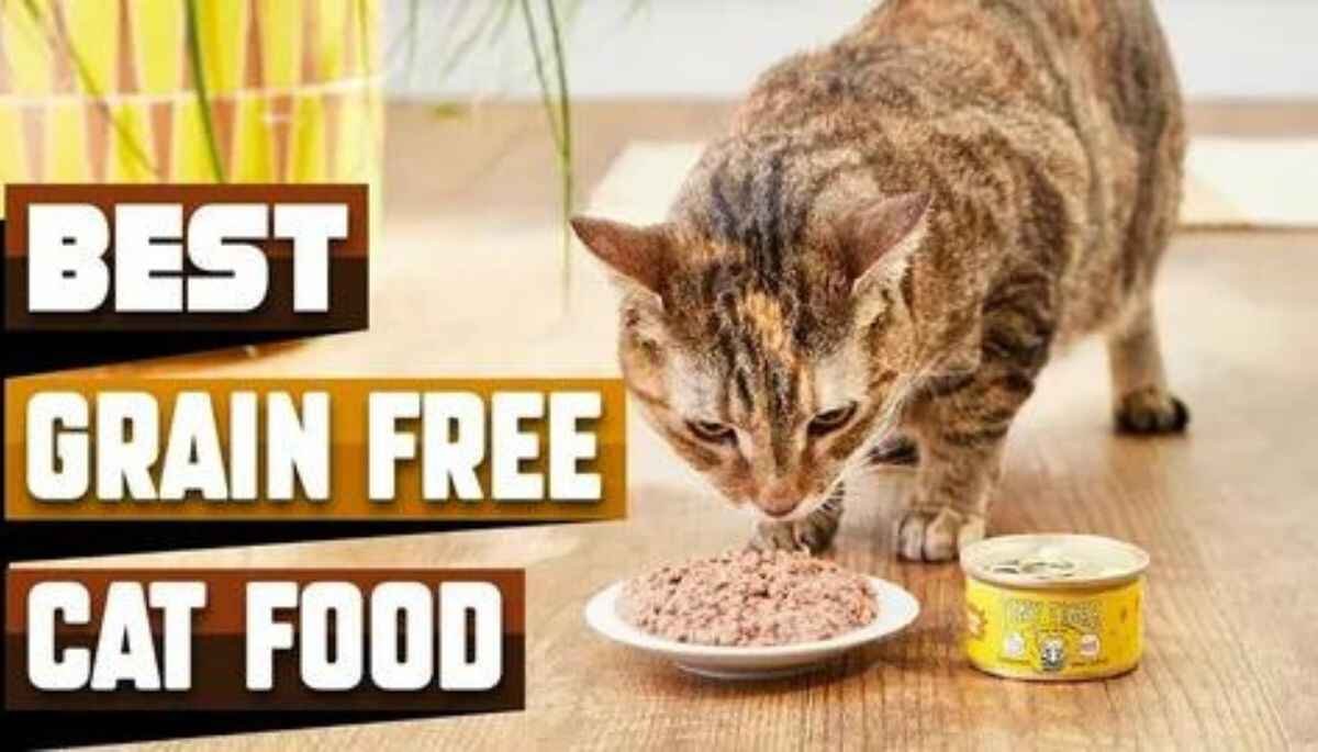 Best Grain-Free Food for Cats