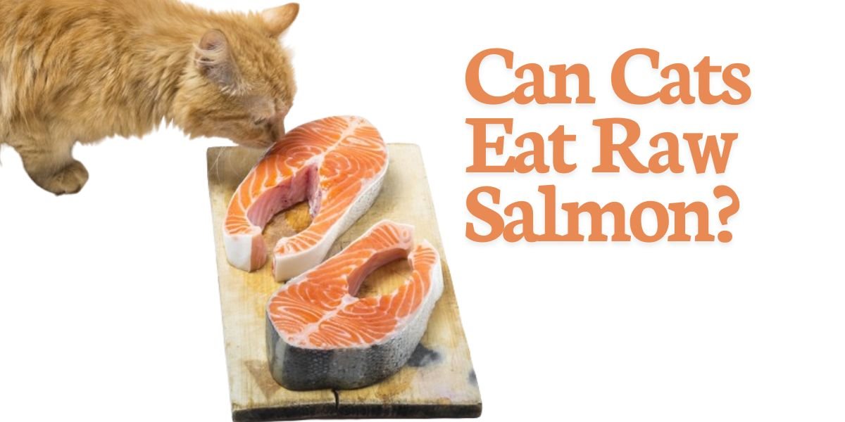 Can Cats Eat Raw Salmon