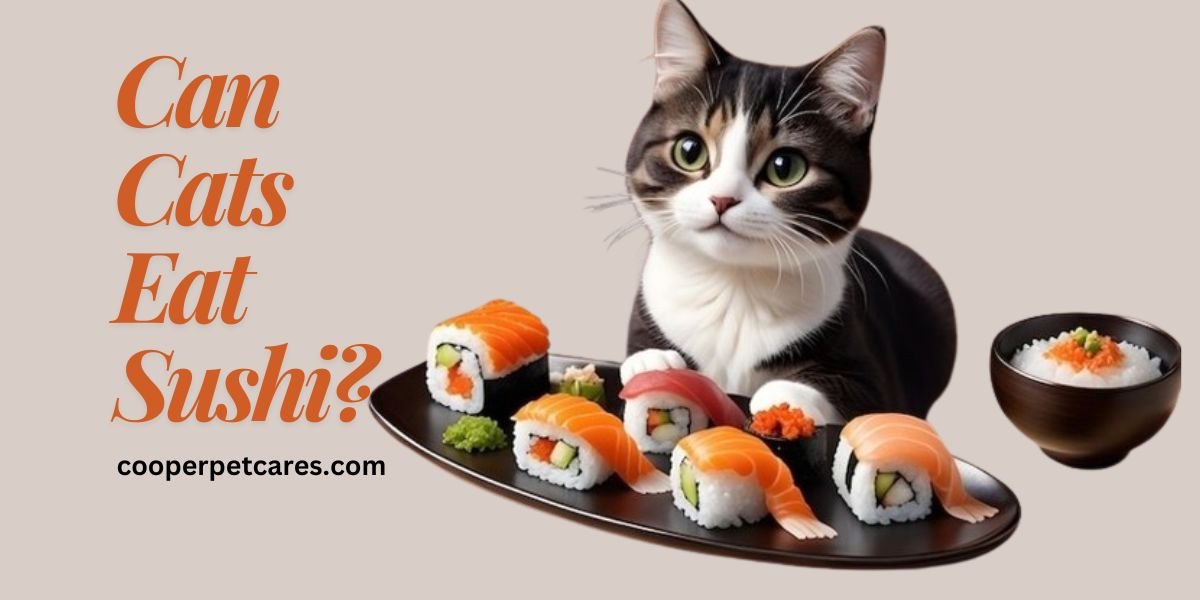 Can Cats Eat Sushi?