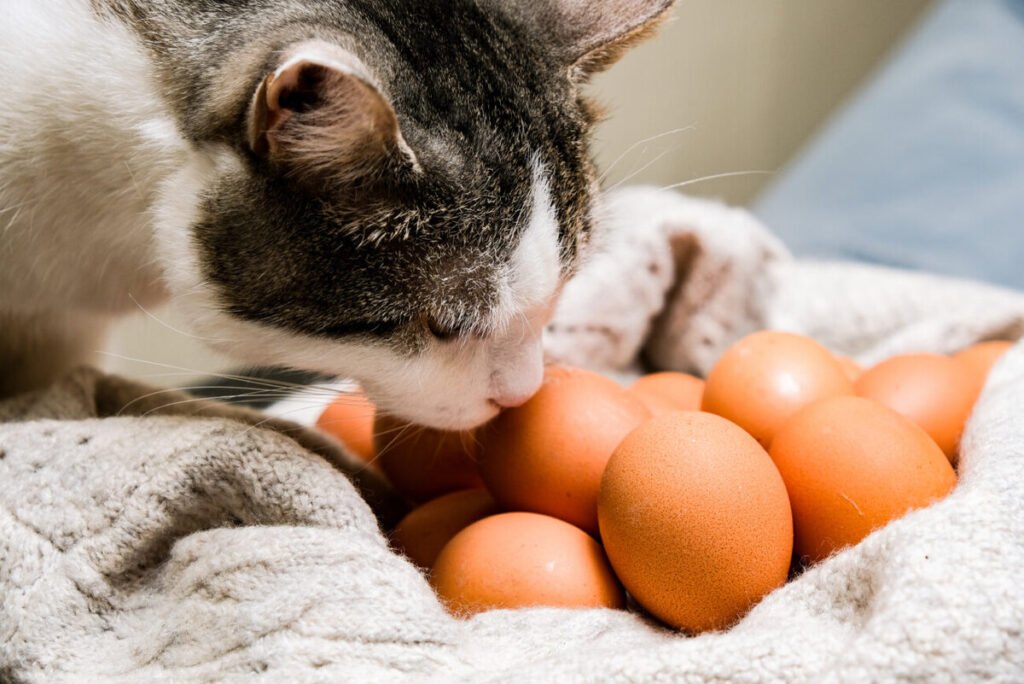 Can a Cat Eat Eggs