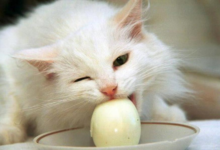 Can a Cat Eat Eggs