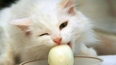 Can a Cat Eat Eggs