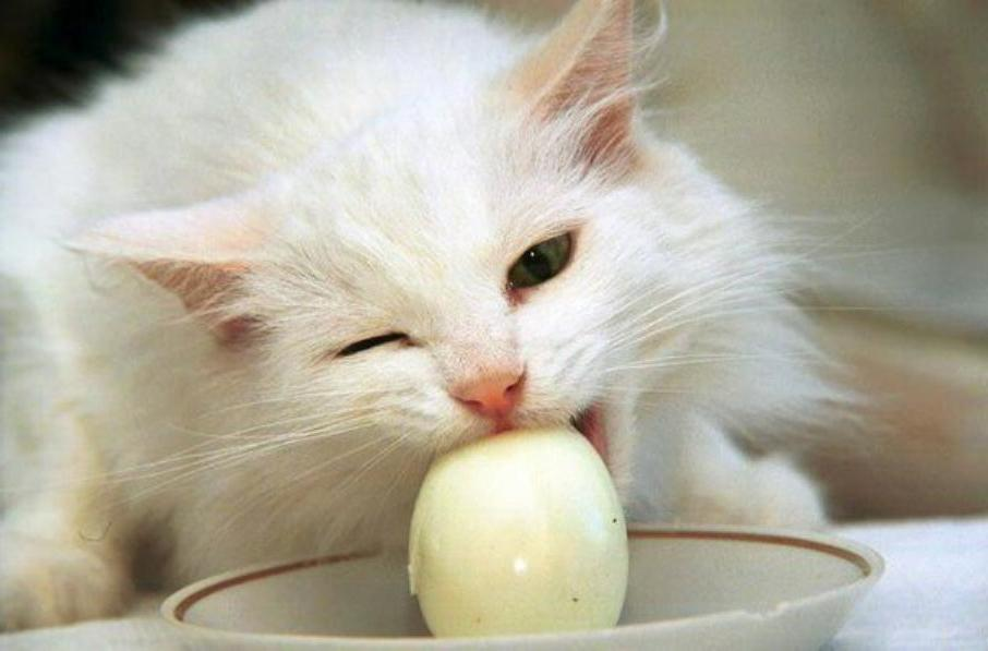 Can a Cat Eat Eggs