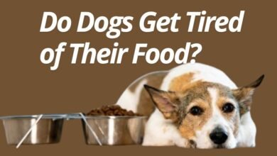 Do Dogs Get Tired of Their Food