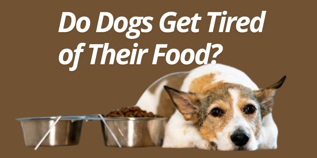 Do Dogs Get Tired of Their Food