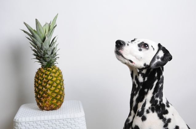 Dogs Eat Pineapple1