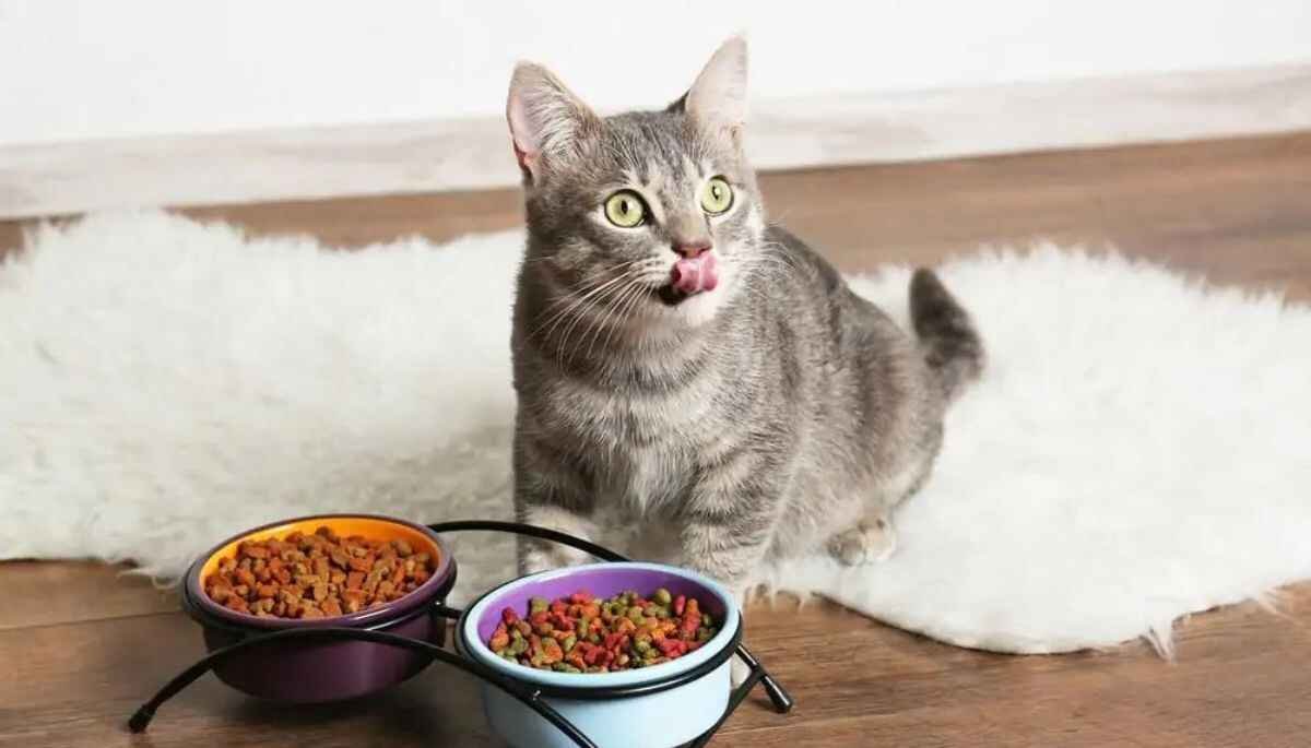 How to Choose the Best Cat Food for Optimal Health
