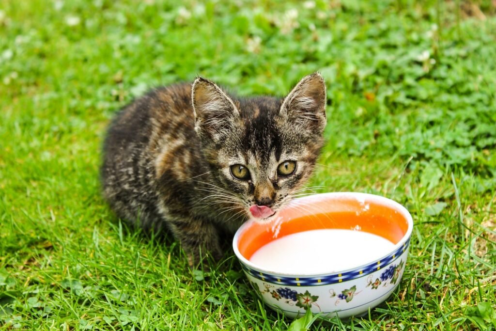 Is Cow Milk Safe for Cats2