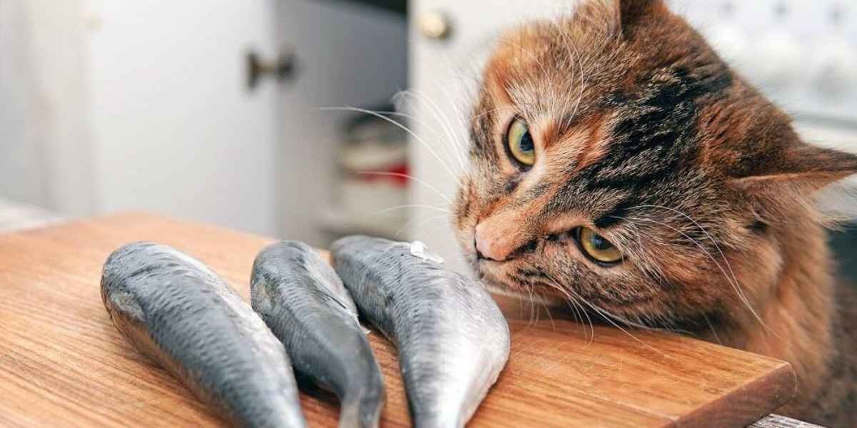 Is Fish Safe for Cats