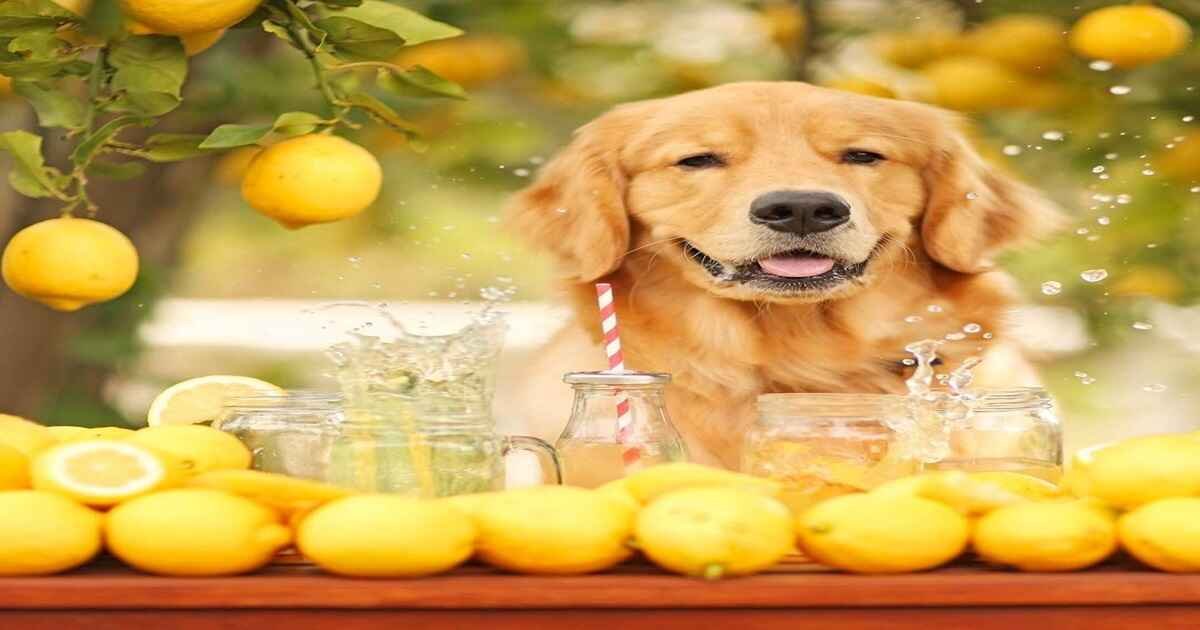 Is Lemonade Good for Dogs