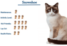 Snowshoe Cat