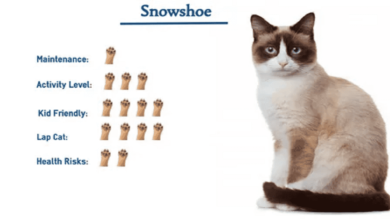 Snowshoe Cat