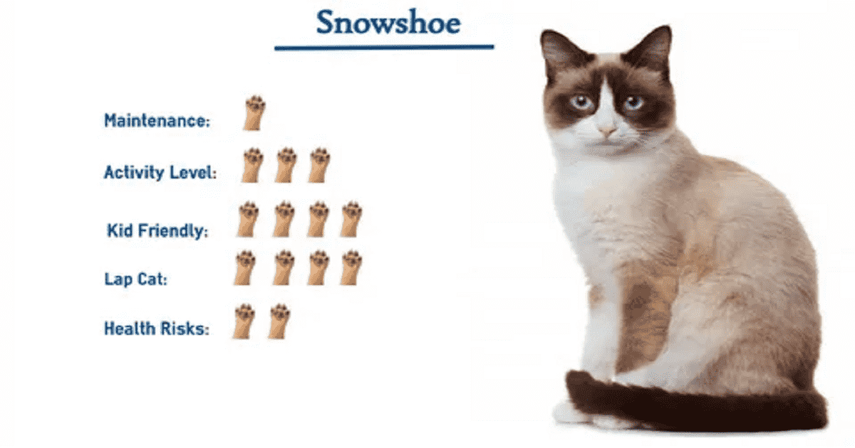 Snowshoe Cat