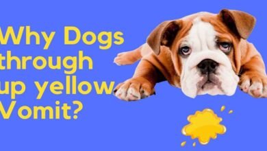 When a Dog Throws Up Yellow Bile