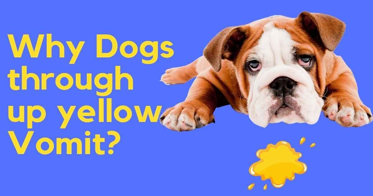 When a Dog Throws Up Yellow Bile