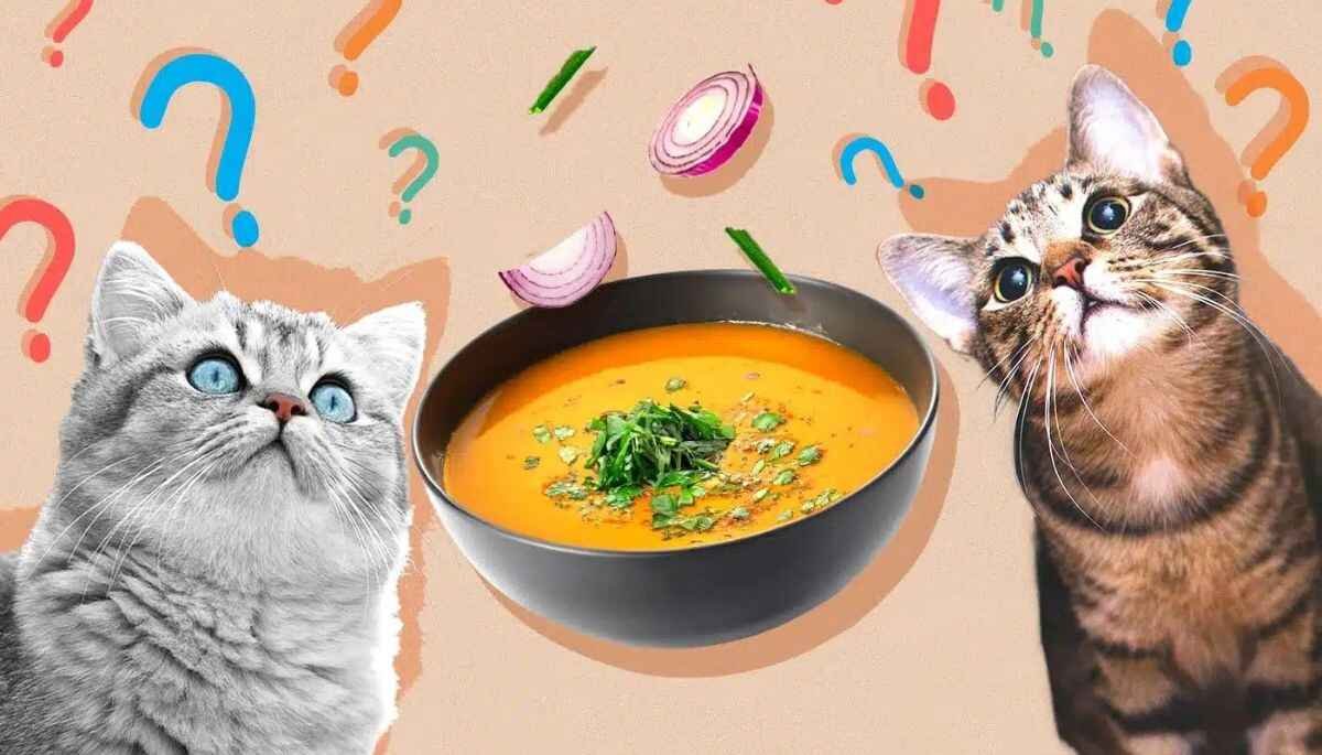 Why soup is not good for cats